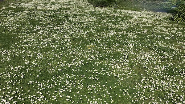 The photo shows a field full of daisies